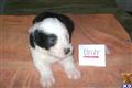 Old English Sheepdog